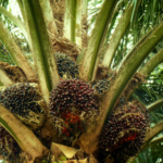 Mau Awet Muda?.. Pake Daun Sawit..! Begini Penjelasannya..